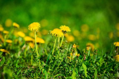 Sarı çiçek açması karahindiba bitkileri bitki ailesinin bir yeşil bahar çayır üzerinde