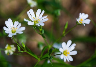 Beyaz çiçekler Stellaria (Stellaria holostea) yakın çekim. bitki çim yeşil orman, çayır. Bitkisel alternatif medicin