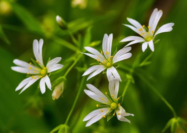 Beyaz çiçekler Stellaria