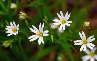 Beyaz çiçekler Stellaria