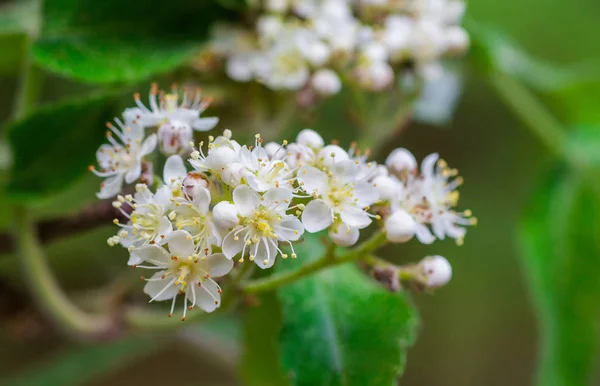 Weiße Blüten Der Eberesche Auf Einem Baum Der Einem Frühlingswald — Stockfoto