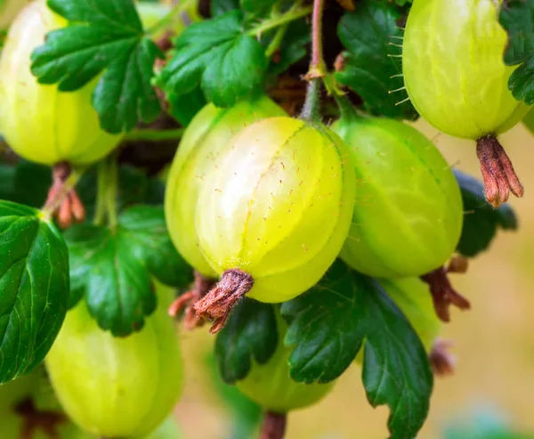 Junge Grüne Stachelbeere Auf Einem Buschwerk Einem Garten Großaufnahme Beeren — Stockfoto