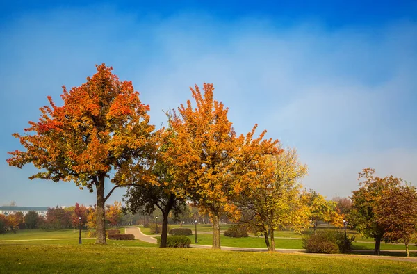 Outono Dourado Dia Ensolarado Natureza Árvores Outono Com Folhas Amarelas — Fotografia de Stock