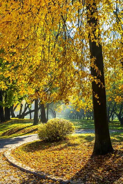 自然の中の晴れた日に黄金色の秋 黄色のままで秋の木々 — ストック写真