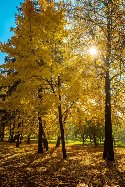 自然の中の晴れた日に黄金色の秋 黄葉と紅葉 — ストック写真