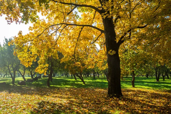 Outono Dourado Dia Ensolarado Natureza Árvores Outono Com Folhas Amarelas — Fotografia de Stock