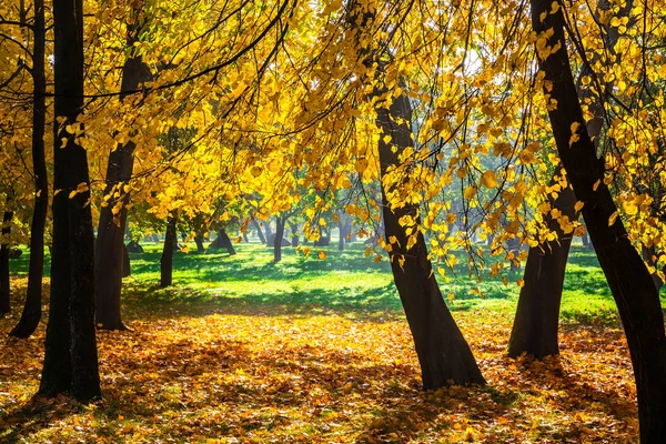 Altın Sonbahar Doğada Güneşli Bir Günde Sarı Yaprakları Ile Sonbahar — Stok fotoğraf