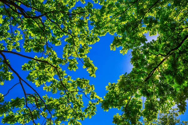青空緑のオークの葉 — ストック写真