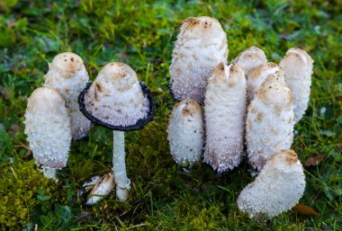 Mürekkep mantar (Coprinus Posteki)