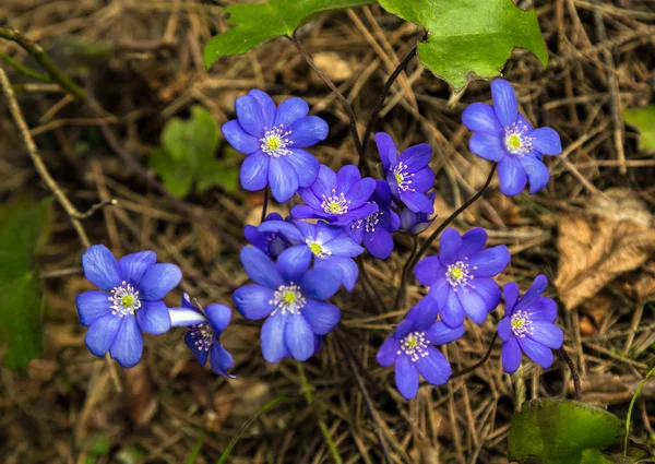 Bahar vahşi kardelen