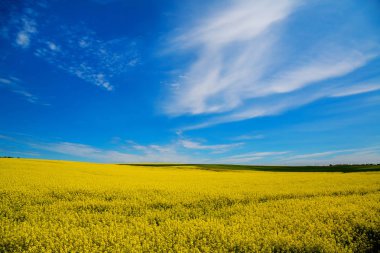 Sarı Kolza çiçekleri