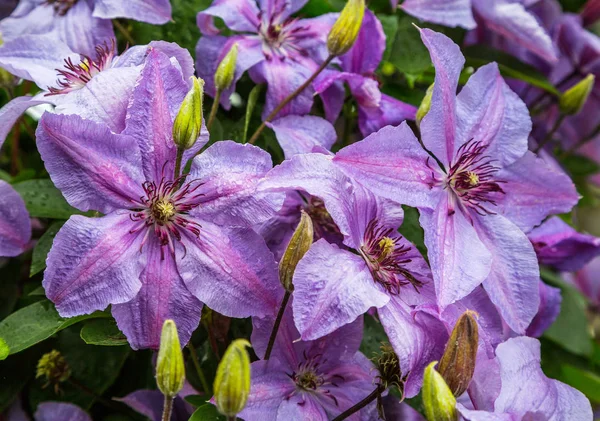 Clematis ungu — Stok Foto