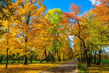 Güzel sarı yaprakları olan sonbahar parkı