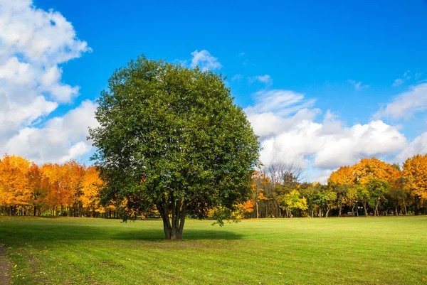Herfst park met prachtige gele bladeren — Stockfoto
