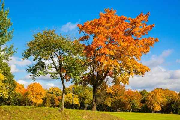 紅葉の美しい秋の公園 — ストック写真