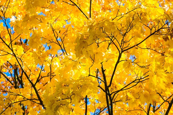 Herbstbaum mit schönen gelben Blättern — Stockfoto