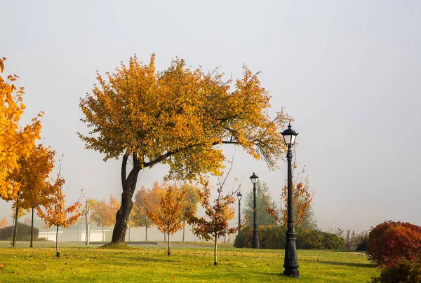 Outono parque com belas folhas amarelas — Fotografia de Stock