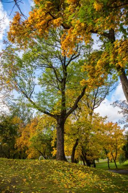 Güzel sarı yaprakları olan ağaçlardan oluşan sonbahar manzarası. Şehir Parkı. Loschitsky Park, Old Manor, Minsk, Belarus, Altın Sonbahar