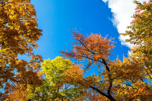 Herbstbäume Nahaufnahme Mit Schönen Gelben Blättern Gegen Den Blauen Himmel — Stockfoto