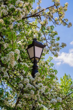 Şehir parkında bahar manzarası. Çiçekli beyaz çiçekli bir elma bahçesi. İlkbaharda çiçek açar. Eski malikane parkı. Minsk, Belarus