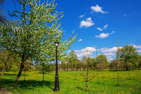 Paisagem Primavera Parque Cidade Pomar Maçã Com Flores Brancas Floração — Fotografia de Stock