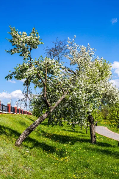 Voorjaarslandschap Het Stadspark Een Bloeiende Appelboomgaard Met Witte Bloemen Bloeitijd — Stockfoto