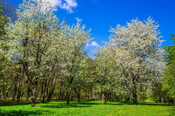 Voorjaarslandschap Het Stadspark Een Bloeiende Appelboomgaard Met Witte Bloemen Bloeitijd — Stockfoto