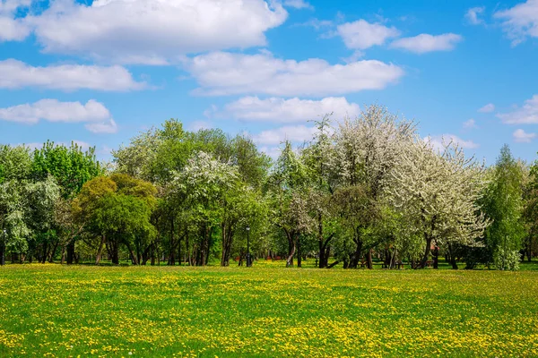 Paisagem Primavera Parque Cidade Pomar Maçã Com Flores Brancas Floração — Fotografia de Stock