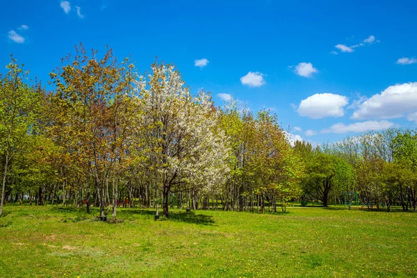 Voorjaarslandschap Het Stadspark Een Bloeiende Appelboomgaard Met Witte Bloemen Bloeitijd — Stockfoto