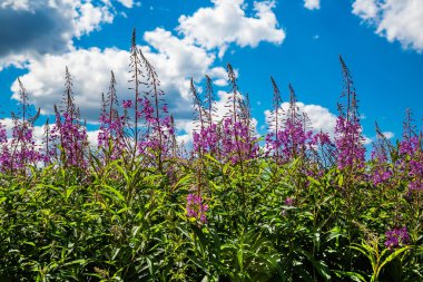 İlaç bitkisi Ivan-tea dar yapraklı (Epilobium angustifolium). Ot (Onagraceae) familyasının daimi bitkisi. Bitkisel ilaçlar. Seçici odak