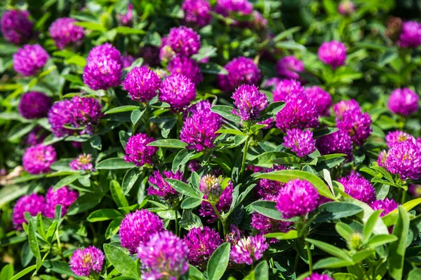 Blooming Red Clover Medicinal Plant Herbal Medicine Selective Focus — Stock Photo, Image