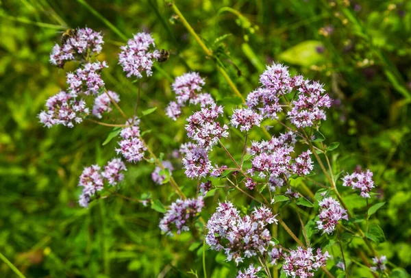 The flowering medicinal plant Oregano (Latin name Origanum). Herbal medicine. A genus of plants in the Lamiaceae family. Selective focu