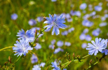 Çiçekli tıbbi bitki Oregano (Latince Origanum). Bitkisel ilaçlar. Lamiaceae ailesinde bir bitki cinsi. Seçici odak