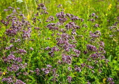 Çiçekli tıbbi bitki Oregano (Latince Origanum). Bitkisel ilaçlar. Lamiaceae ailesinde bir bitki cinsi. Seçici odak