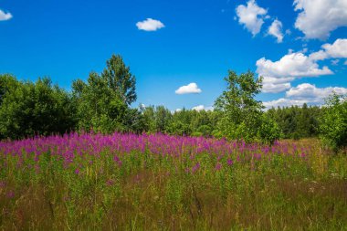 İlaç bitkisi Ivan-tea dar yapraklı (Epilobium angustifolium). Ot (Onagraceae) familyasının daimi bitkisi. Bitkisel ilaçlar. 