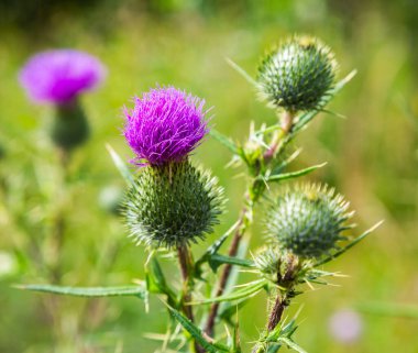 Çiçekli tıbbi bitki devedikeni. Bitkisel ilaçlar. Asteraceae (Compositae) seçici odak noktasına aittir.