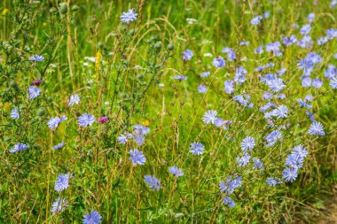 Tıbbî bitki hindibasını. Asteraceae familyasından uzun ömürlü bir bitki türüdür (