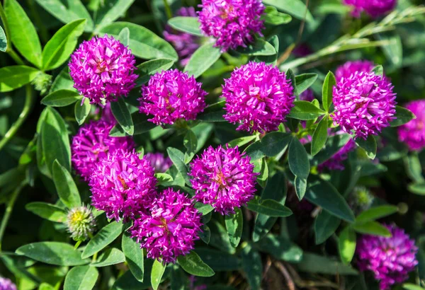 Blooming red clover medicinal plant. Herbal medicine. Selective focus