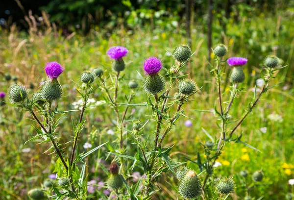 Flowering Medicinal Plant Thistle Herbal Medicine Belongs Family Asteraceae Compositae — Stock Photo, Image