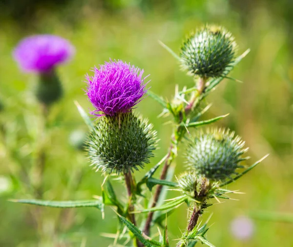 Flowering Medicinal Plant Thistle Herbal Medicine Belongs Family Asteraceae Compositae — Stock Photo, Image