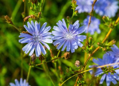Tıbbi bitkiler yaygın hindiba, Asteraceae familyasından, Chicory (Cichorium) familyasından bir bitki türüdür. Bitkisel ilaçlar. Seçici odak