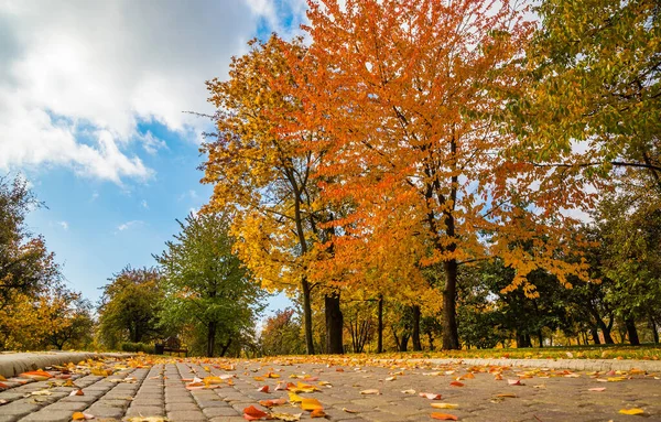 Miejski Jesienny Krajobraz Drzew Pięknymi Żółtymi Liśćmi Park Miejski Loschitsky — Zdjęcie stockowe