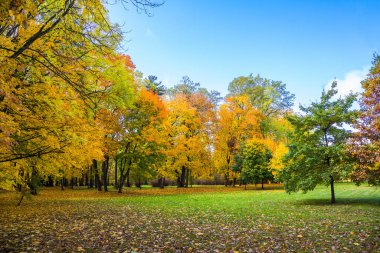 Güzel sarı yaprakları olan ağaçlardan oluşan sonbahar manzarası. Şehir Parkı. Loschitsky Park, Old Manor, Minsk, Belarus, Altın Sonbahar