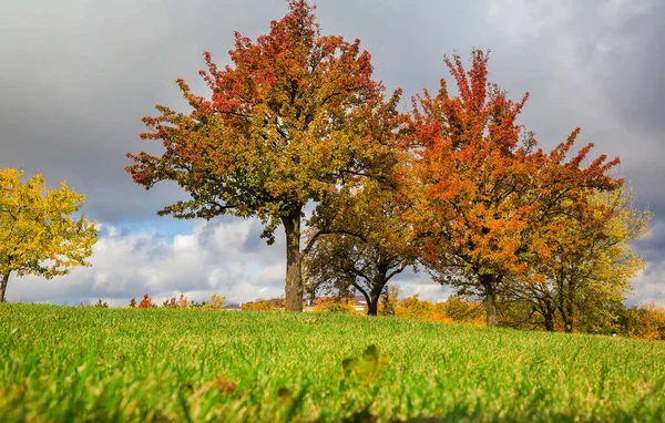 Miejski Jesienny Krajobraz Drzew Pięknymi Żółtymi Liśćmi Park Miejski Loschitsky — Zdjęcie stockowe