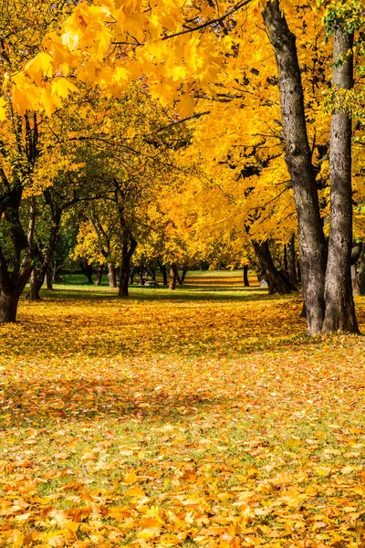 美しい黄色の葉を持つ木の街の秋の風景 シティパーク ロスチツキー公園 旧マナー ミンスク ベラルーシ 黄金の秋 — ストック写真