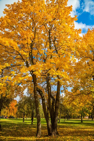 Stadt Herbst Landschaft Von Bäumen Mit Schönen Gelben Blättern Stadtpark — Stockfoto