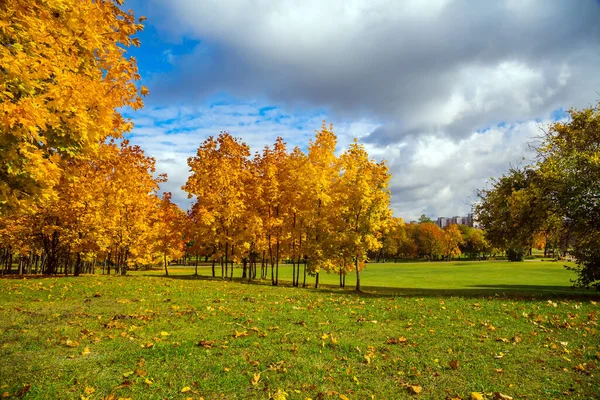 Güzel sarı yaprakları olan ağaçlardan oluşan sonbahar manzarası. Şehir Parkı. Loschitsky Park, Old Manor, Minsk, Belarus, Golden Autum
