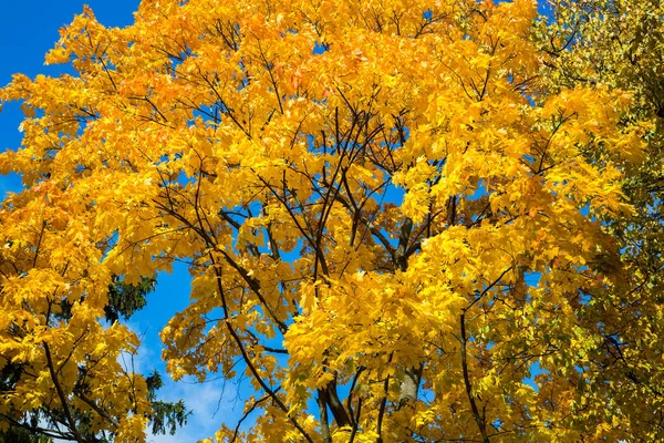 Árvore Outono Close Com Belas Folhas Amarelas Parque Loschitsky Old — Fotografia de Stock