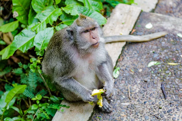 Małpa Macaque Siedzi Pokładzie Tle Zielonych Liści Trzyma Skórkę Banana — Zdjęcie stockowe