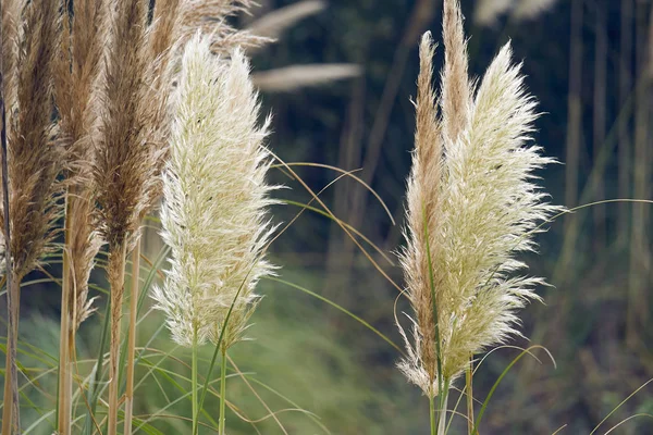 Lightness and flexibility of marsh reed.